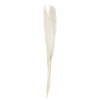5 Stems Pampas Grass A Touch Of Pampas Dried And Bleached Length Appr. 90 Cm -Feestartikelen Winkel 5 stems pampas grass a touch of pampas dried and b