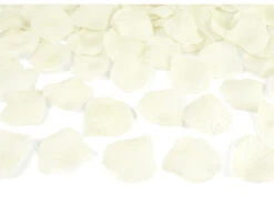 Confetti Kanon Vanille Creme Rozenblaadjes 80cm -Feestartikelen Winkel confetti kanon vanille creme rozenblaadjes 80cm 2