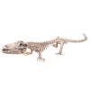 Halloween Krokodil Skelet 50cm -Feestartikelen Winkel halloween krokodil skelet 50cm