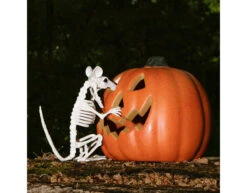 Halloween Rattenskelet 18cm -Feestartikelen Winkel halloween rattenskelet 18cm 4