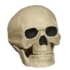 Halloween Schedel 20cm -Feestartikelen Winkel halloween schedel 20cm