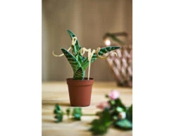 Taarttopper Love Goud 17cm -Feestartikelen Winkel taarttopper love goud 17cm 2